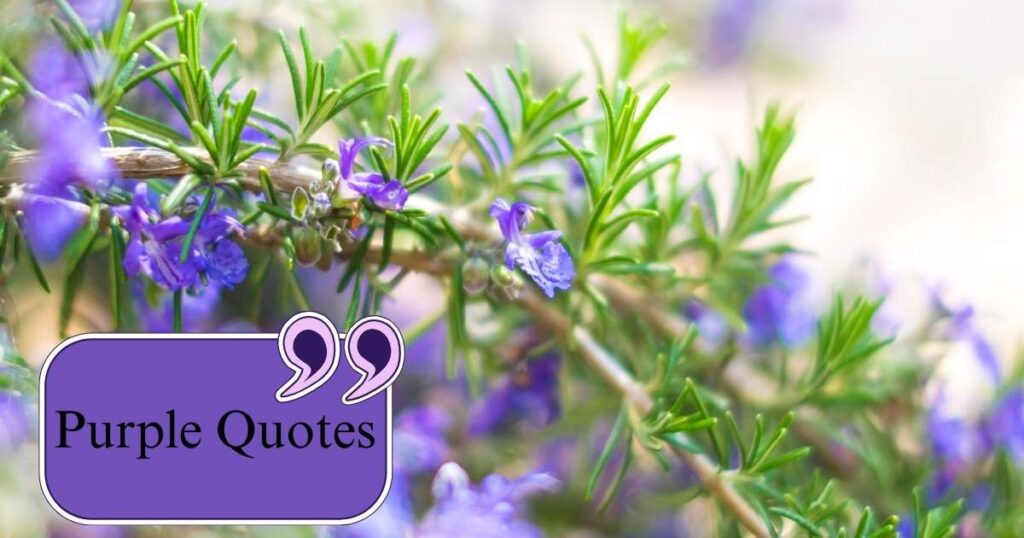 Purple Quotes